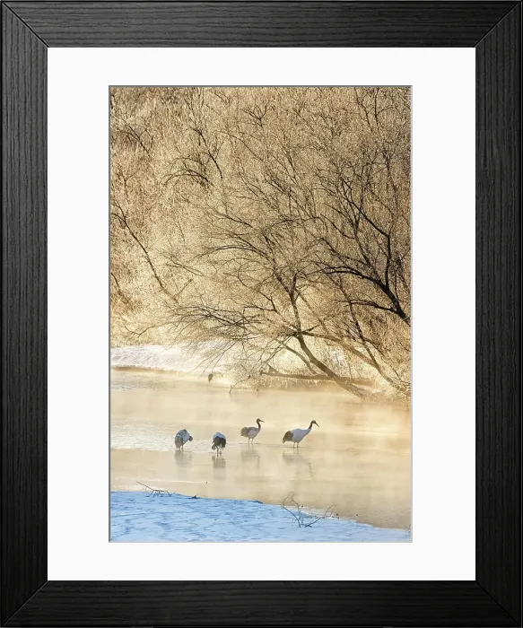 Framed Print : Japan, Hokkaido, Japanese Red-crowned Cranes (Grus japonensis) roosting in river Framed Print : Japan, Hokkaido, Japanese Red-crowned Cranes (Grus japonensis) roosting in river