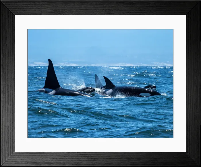 Framed Print : California Monterey Bay Monterey Bay Whale Watch Framed Print : California Monterey Bay Monterey Bay Whale Watch