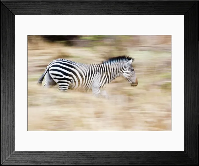 Framed Print : Crawshay's zebra (Equus quagga crawshayi) at the riverbank