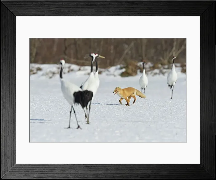 Framed Print : Red fox (Vulpes vulpes) with Japanese red crowned cranes (Grus japonensis) Hokkaido Framed Print : Red fox (Vulpes vulpes) with Japanese red crowned cranes (Grus japonensis) Hokkaido