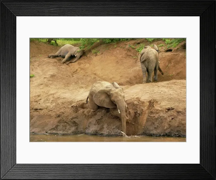 Framed Print : African Elephant (Loxodonta Africana) at waterhole Framed Print : African Elephant (Loxodonta Africana) at waterhole