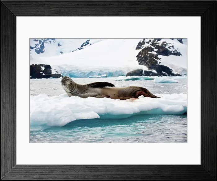 Framed Print : Leopard seal (Hydrurga leptonyx) on ice flows