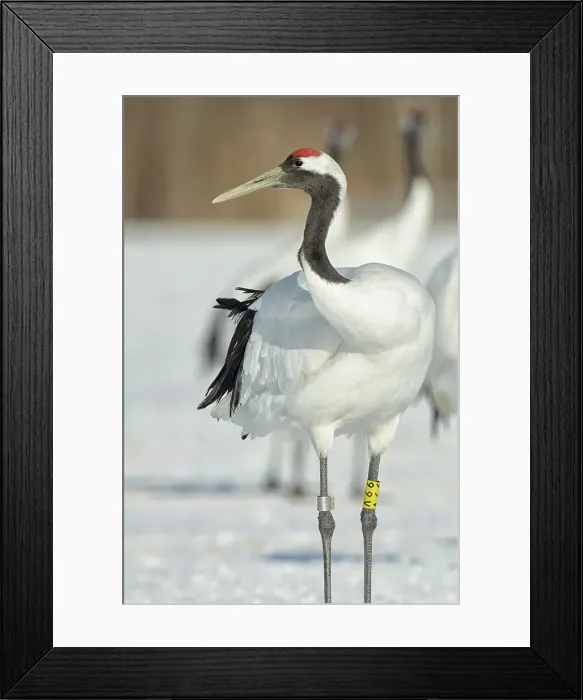 Framed Print : Japan, Hokkaido, Japanese Red-crowned Crane (Grus japonensis) Framed Print : Japan, Hokkaido, Japanese Red-crowned Crane (Grus japonensis)