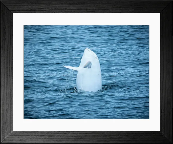 Framed Print : California Casper Grampus Griseus Monterey Bay Framed Print : California Casper Grampus Griseus Monterey Bay
