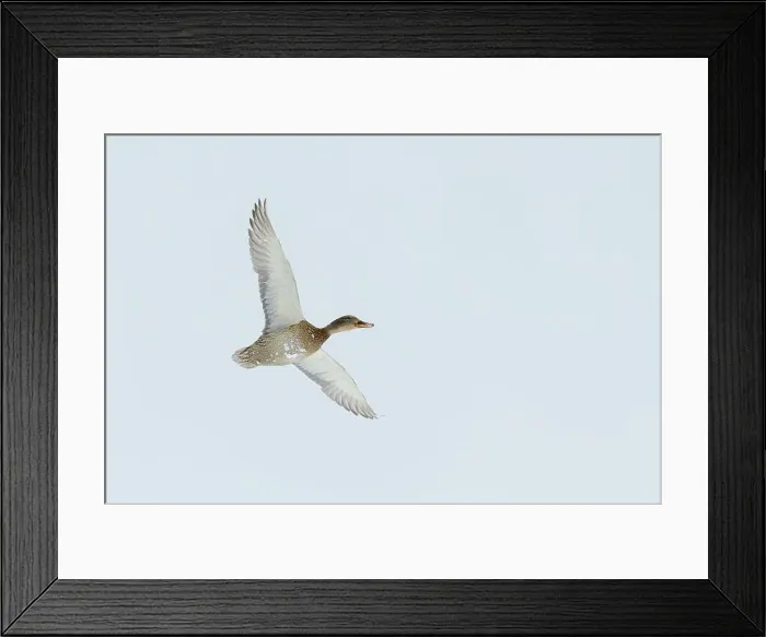 Framed Print : Japan, Hokkaido, Mallard (Anas platyrhynchos) in flight Framed Print : Japan, Hokkaido, Mallard (Anas platyrhynchos) in flight