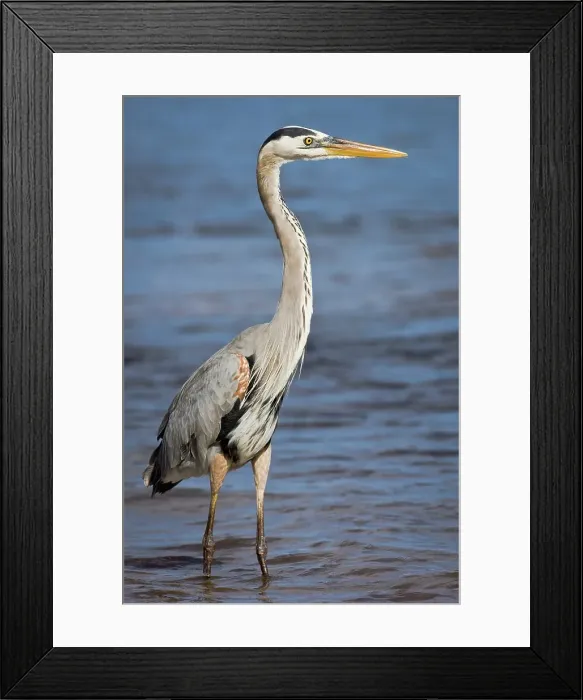 Framed Print : Great Blue heron (Ardea herodias) fishing along the shoreline Framed Print : Great Blue heron (Ardea herodias) fishing along the shoreline