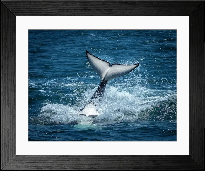 Framed Print : California Killer Whales Monterey Bay Monterey Bay National Marine Refuge Framed Print : California Killer Whales Monterey Bay Monterey Bay National Marine Refuge