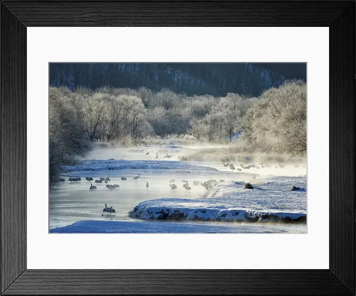 Framed Print : Japan, Hokkaido, Japanese Red-crowned Cranes (Grus japonensis) roosting in river Framed Print : Japan, Hokkaido, Japanese Red-crowned Cranes (Grus japonensis) roosting in river