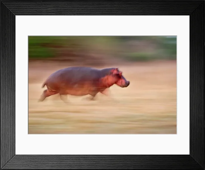 Framed Print : Hippopotamus (Hippopotamus amphibius) running back to Luangwa River at dawn Framed Print : Hippopotamus (Hippopotamus amphibius) running back to Luangwa River at dawn