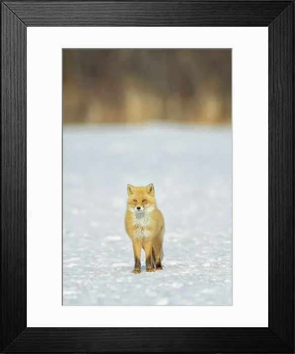 Framed Print : Red fox (Vulpes vulpes) portrait in snow field Framed Print : Red fox (Vulpes vulpes) portrait in snow field