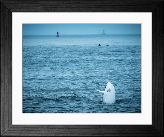 Framed Print : California Casper Grampus Griseus Monterey Bay Framed Print : California Casper Grampus Griseus Monterey Bay