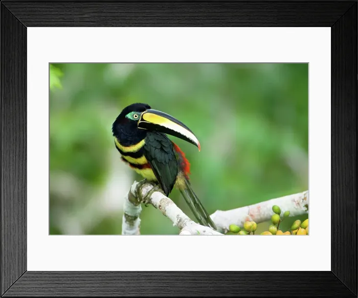 Framed Print : Many-Banded aracari (Pteroglossus pluricinctus) perching on a branch Framed Print : Many-Banded aracari (Pteroglossus pluricinctus) perching on a branch