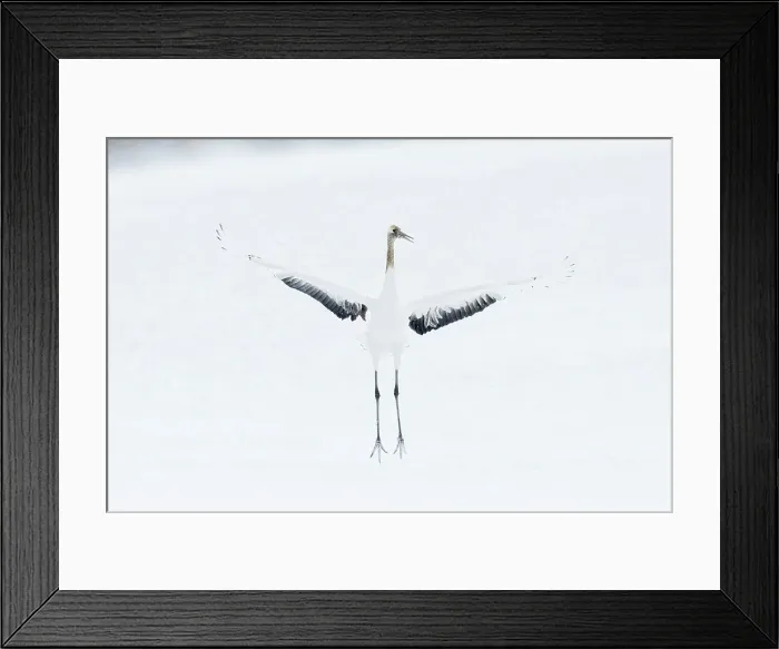 Framed Print : Japan, Hokkaido, Japanese Red-crowned Crane (Grus japonensis) performing courtship dance Framed Print : Japan, Hokkaido, Japanese Red-crowned Crane (Grus japonensis) performing courtship dance