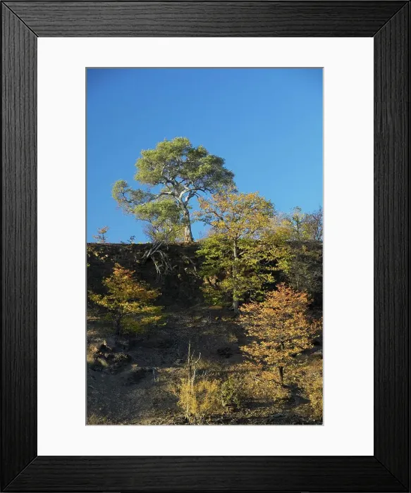 Framed Print : Mopane Trees (Colophospermum mopane) in Autumn colours growing on side of hill Framed Print : Mopane Trees (Colophospermum mopane) in Autumn colours growing on side of hill