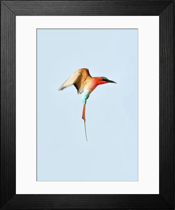 Framed Print : Southern Carmine Bee-Eaters (Merops nubicoides) in flight