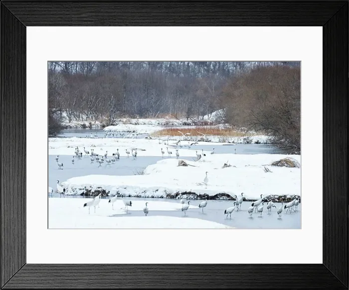 Framed Print : Japan, Hokkaido, Japanese Red-crowned Cranes (Grus japonensis) roosting in river Framed Print : Japan, Hokkaido, Japanese Red-crowned Cranes (Grus japonensis) roosting in river