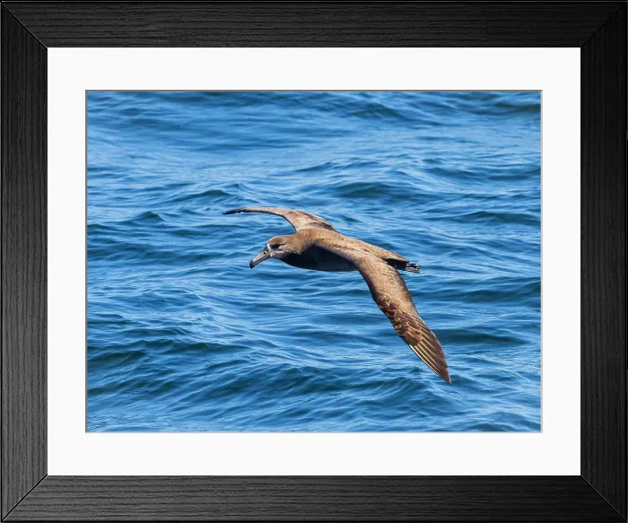 Framed Print : Black-footed Albatross (Phoebastria nigripes) in Monterey Bay, California Framed Print : Black-footed Albatross (Phoebastria nigripes) in Monterey Bay, California