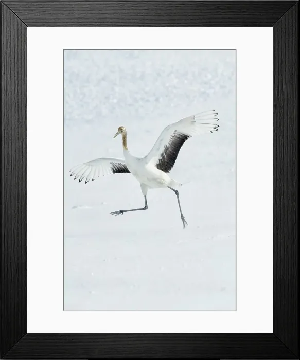 Framed Print : Japan, Hokkaido, Japanese Red-crowned Crane (Grus japonensis) performing courtship dance