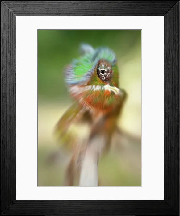 Framed Print : Male Panther chameleon (Furcifer pardalis) in beach side vegetation Framed Print : Male Panther chameleon (Furcifer pardalis) in beach side vegetation