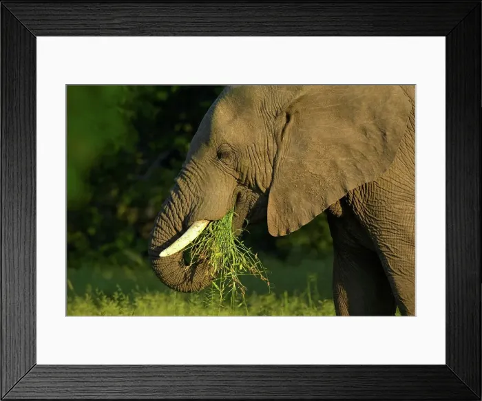 Framed Print : African Elephant (Loxodonta africana) feeding Framed Print : African Elephant (Loxodonta africana) feeding