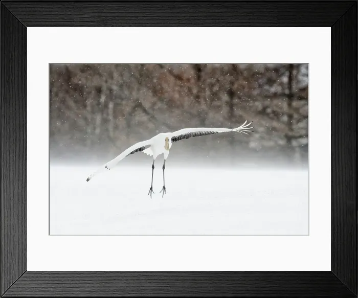 Framed Print : Japan, Hokkaido, Japanese Red-crowned Crane (Grus japonensis) flying to feeding grounds Framed Print : Japan, Hokkaido, Japanese Red-crowned Crane (Grus japonensis) flying to feeding grounds