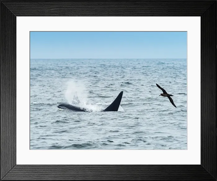 Framed Print : Black-footed Albatross (Phoebastria Nigripes) Framed Print : Black-footed Albatross (Phoebastria Nigripes)