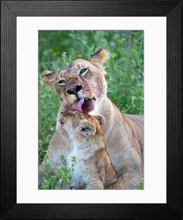 Framed Print : Lioness (Panthera leo) with its cub resting in a field Framed Print : Lioness (Panthera leo) with its cub resting in a field