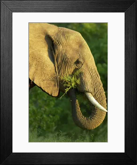 Framed Print : African Elephant (Loxodonta africana) feeding