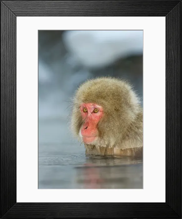 Framed Print : Japanese macaque or snow monkey (Macaca fuscata) in hot spring Framed Print : Japanese macaque or snow monkey (Macaca fuscata) in hot spring