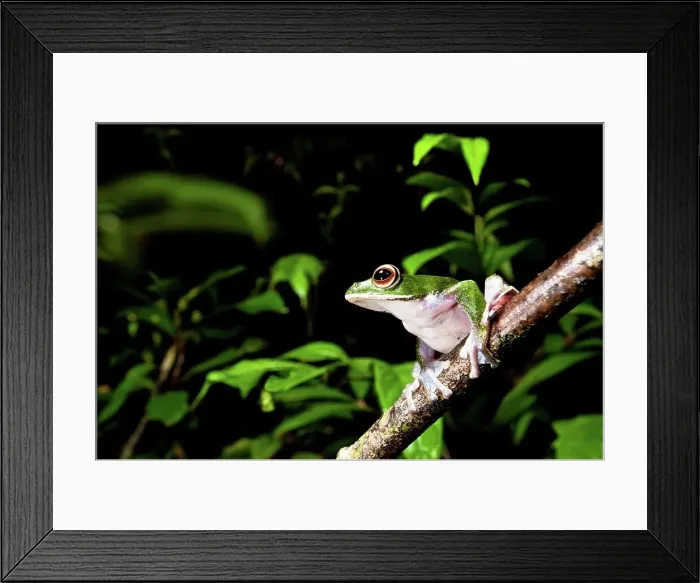 Framed Print : White-Lipped Tree frog (Boophis albilabris) in rainforest canopy Framed Print : White-Lipped Tree frog (Boophis albilabris) in rainforest canopy