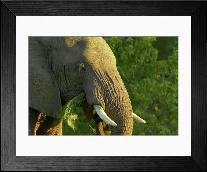 Framed Print : African Elephant (Loxodonta africana) feeding