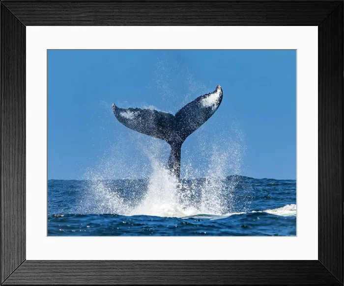 Framed Print : California Humpback Whale (Megaptera Novaeangliae) Framed Print : California Humpback Whale (Megaptera Novaeangliae)