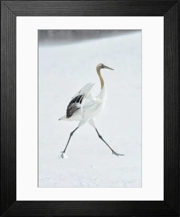Framed Print : Japan, Hokkaido, Japanese Red-crowned Crane (Grus japonensis) Framed Print : Japan, Hokkaido, Japanese Red-crowned Crane (Grus japonensis)