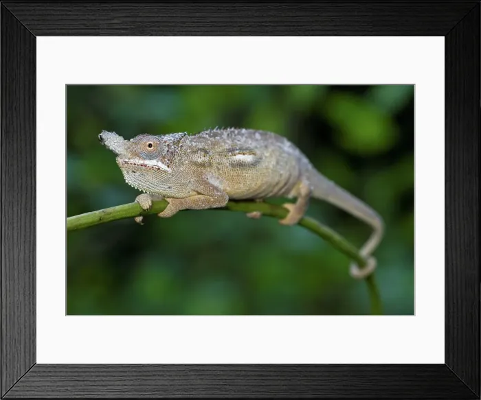Framed Print : Male Highland Horned chameleon (Furcifer minor) from south central highlands near Ambositra Framed Print : Male Highland Horned chameleon (Furcifer minor) from south central highlands near Ambositra