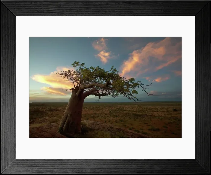 Framed Print : Baobab Tree (Andansonia digitata) on Mmamagwa Hill beneath Framed Print : Baobab Tree (Andansonia digitata) on Mmamagwa Hill beneath