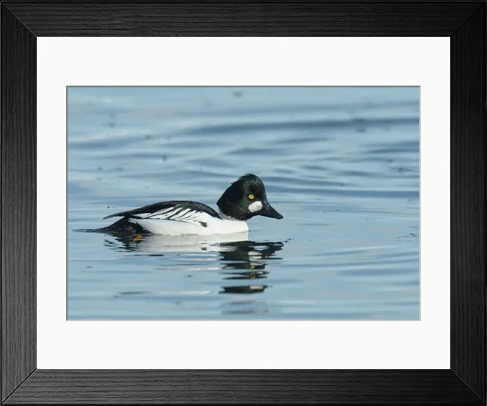 Framed Print : Common Goldeneye (Bucephala clangula) drake Framed Print : Common Goldeneye (Bucephala clangula) drake