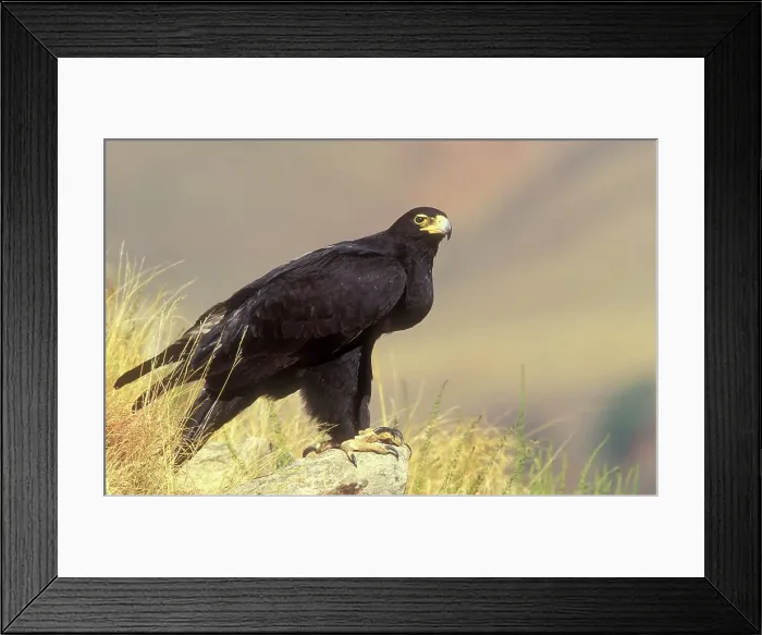 Framed Print : Black Eagle (Aquilla verreauxii) On rock Framed Print : Black Eagle (Aquilla verreauxii) On rock