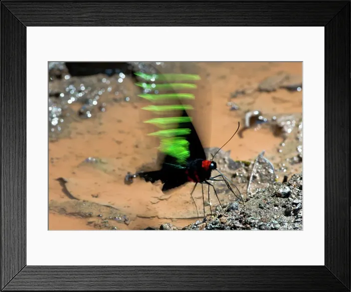 Framed Print : Rajah Brooke's Birdwing (Trogonoptera brookiana) drinking from edge of rainforest puddle Framed Print : Rajah Brooke's Birdwing (Trogonoptera brookiana) drinking from edge of rainforest puddle