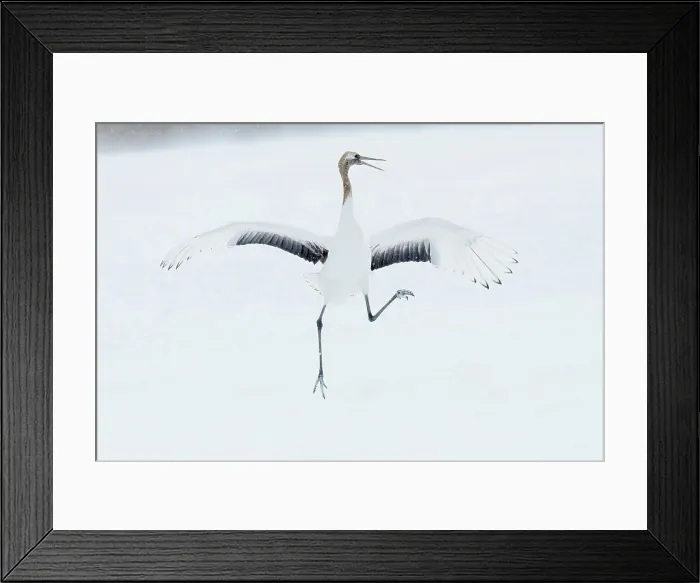 Framed Print : Japan, Hokkaido, Japanese Red-crowned Crane (Grus japonensis) performing courtship dance Framed Print : Japan, Hokkaido, Japanese Red-crowned Crane (Grus japonensis) performing courtship dance