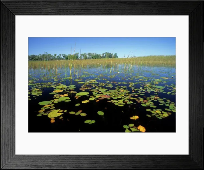 Framed Print : Okavango Delta scene. Botswana Framed Print : Okavango Delta scene. Botswana