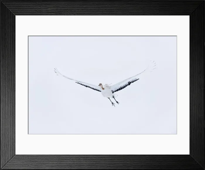 Framed Print : Japan, Hokkaido, Japanese Red-crowned Crane (Grus japonensis) flying to feeding grounds with radio tracker on back Framed Print : Japan, Hokkaido, Japanese Red-crowned Crane (Grus japonensis) flying to feeding grounds with radio tracker on back