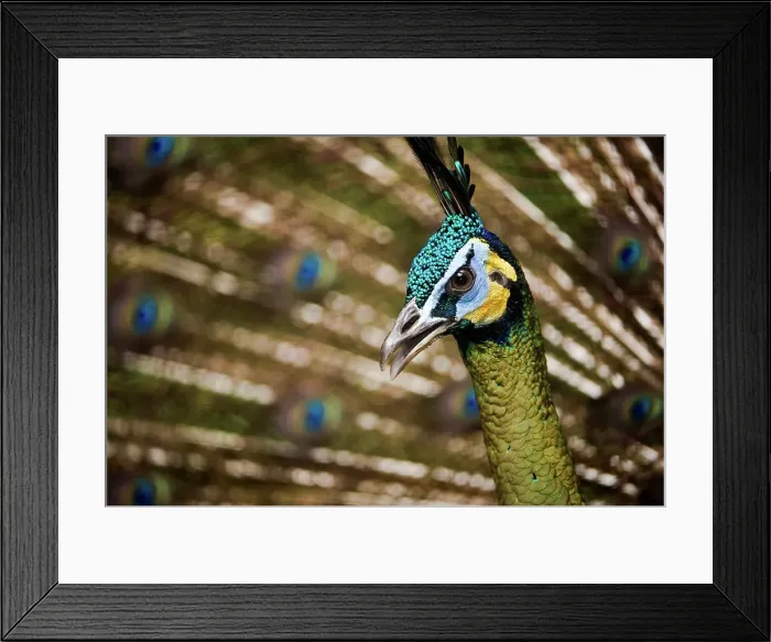 Framed Print : Male Green Peafowl (Pavo muticus) displaying Framed Print : Male Green Peafowl (Pavo muticus) displaying