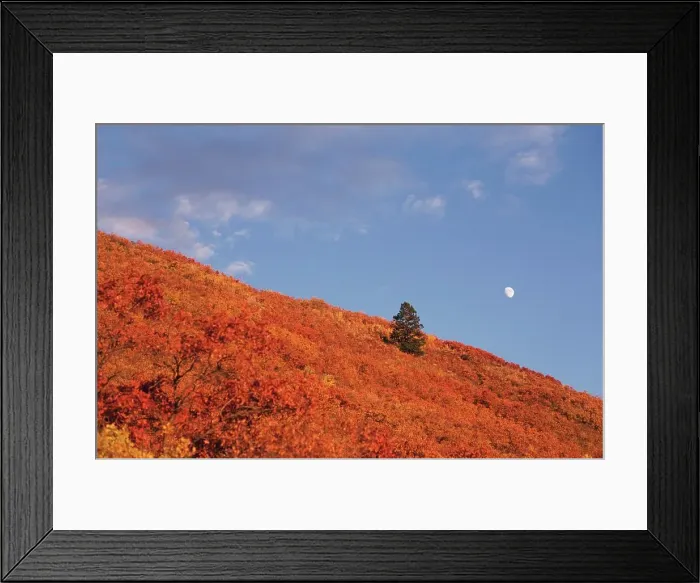 Framed Print : Moon in the sky over fall colors on a landscape Framed Print : Moon in the sky over fall colors on a landscape
