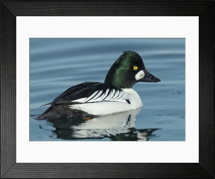 Framed Print : Common Goldeneye (Bucephala clangula) drake Framed Print : Common Goldeneye (Bucephala clangula) drake