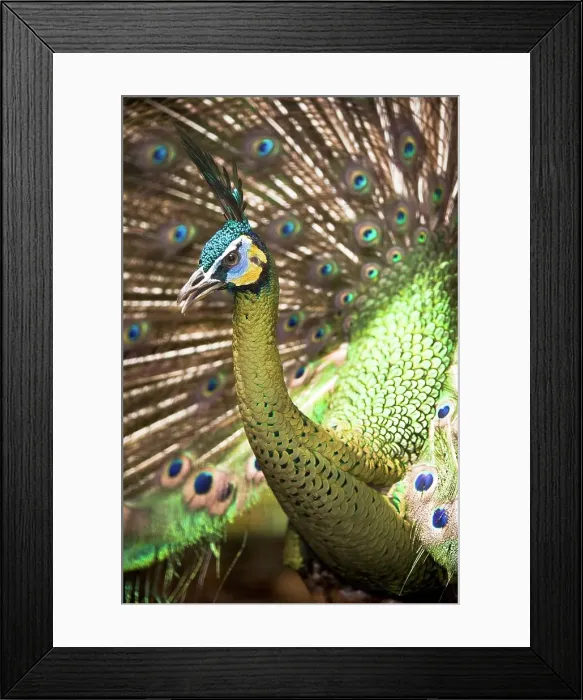 Framed Print : Male Green Peafowl (Pavo muticus) displaying Framed Print : Male Green Peafowl (Pavo muticus) displaying