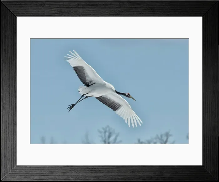 Framed Print : Japan, Hokkaido, Japanese Red-crowned Crane (Grus japonensis) flying to feeding grounds Framed Print : Japan, Hokkaido, Japanese Red-crowned Crane (Grus japonensis) flying to feeding grounds