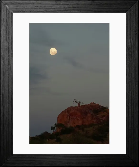 Framed Print : Baobab Tree (Andansonia digitata) on Mmamagwa Hill at moonrise Framed Print : Baobab Tree (Andansonia digitata) on Mmamagwa Hill at moonrise