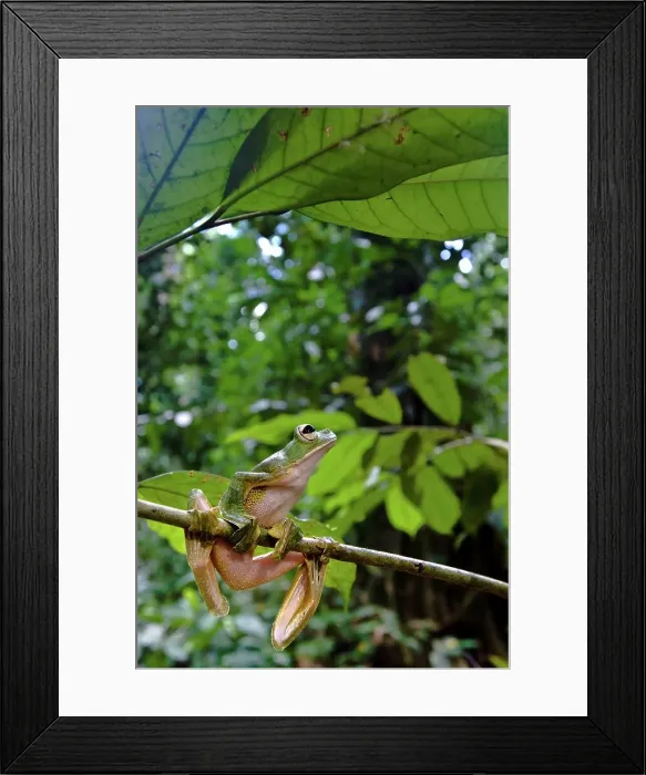Framed Print : Wallace's Flying frog (Rhacophorus nigropalmatus) perched in understory vegetation Framed Print : Wallace's Flying frog (Rhacophorus nigropalmatus) perched in understory vegetation