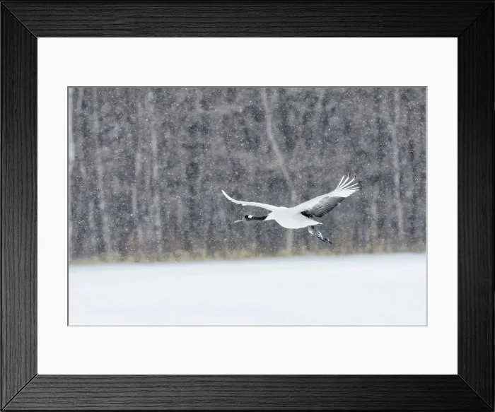 Framed Print : Japan, Hokkaido, Japanese Red-crowned Crane (Grus japonensis) flying to feeding grounds Framed Print : Japan, Hokkaido, Japanese Red-crowned Crane (Grus japonensis) flying to feeding grounds