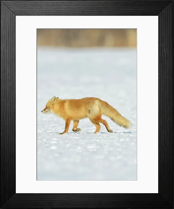 Framed Print : Red fox (Vulpes vulpes) walking across snow field Framed Print : Red fox (Vulpes vulpes) walking across snow field